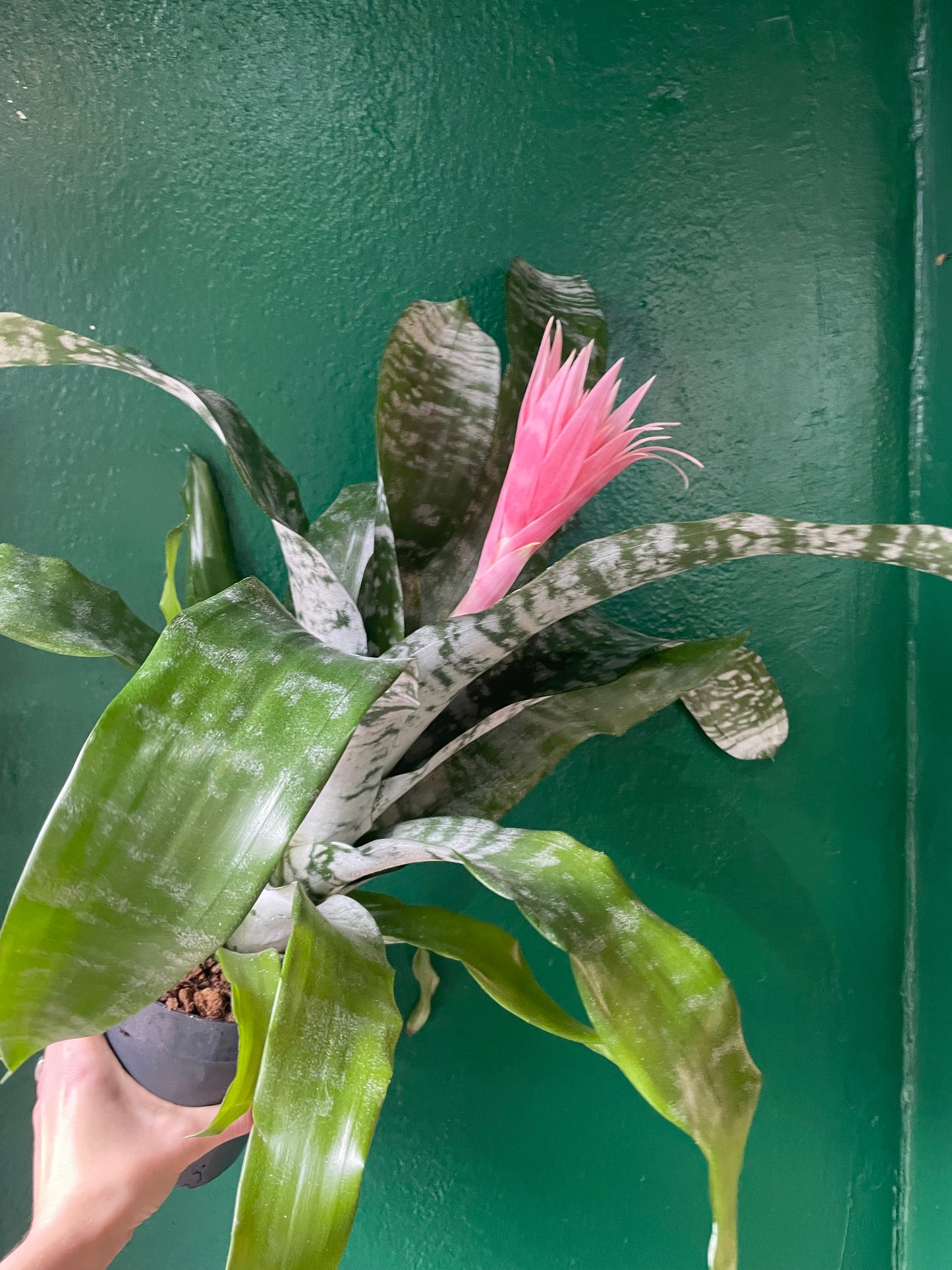 Aechmea fasciata 'Primera' (Urn Plant)
