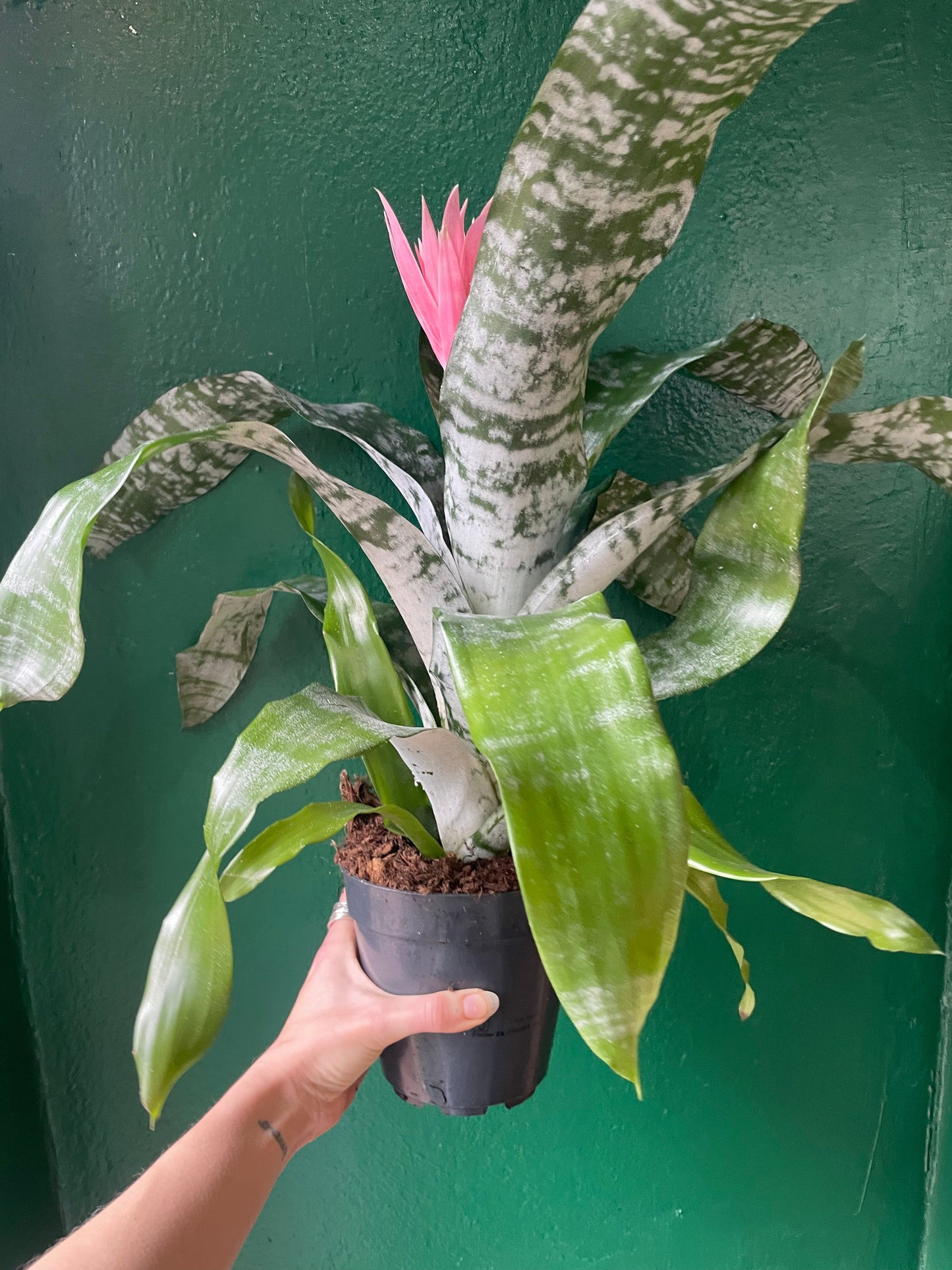 Aechmea fasciata 'Primera' (Urn Plant)