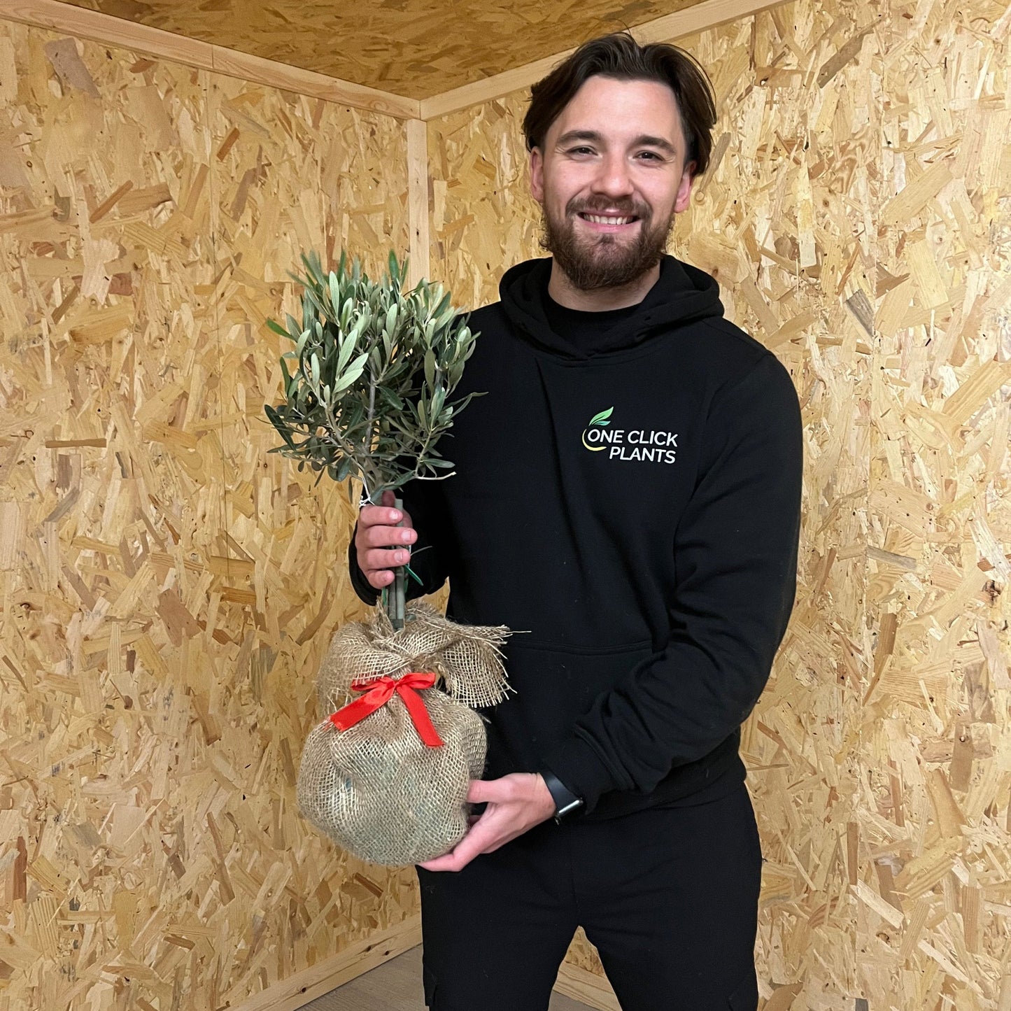 Olive Tree | Hardy Evergreen Potted Tree | 50-60cm PRE ORDER DISPATCH w/c 15th