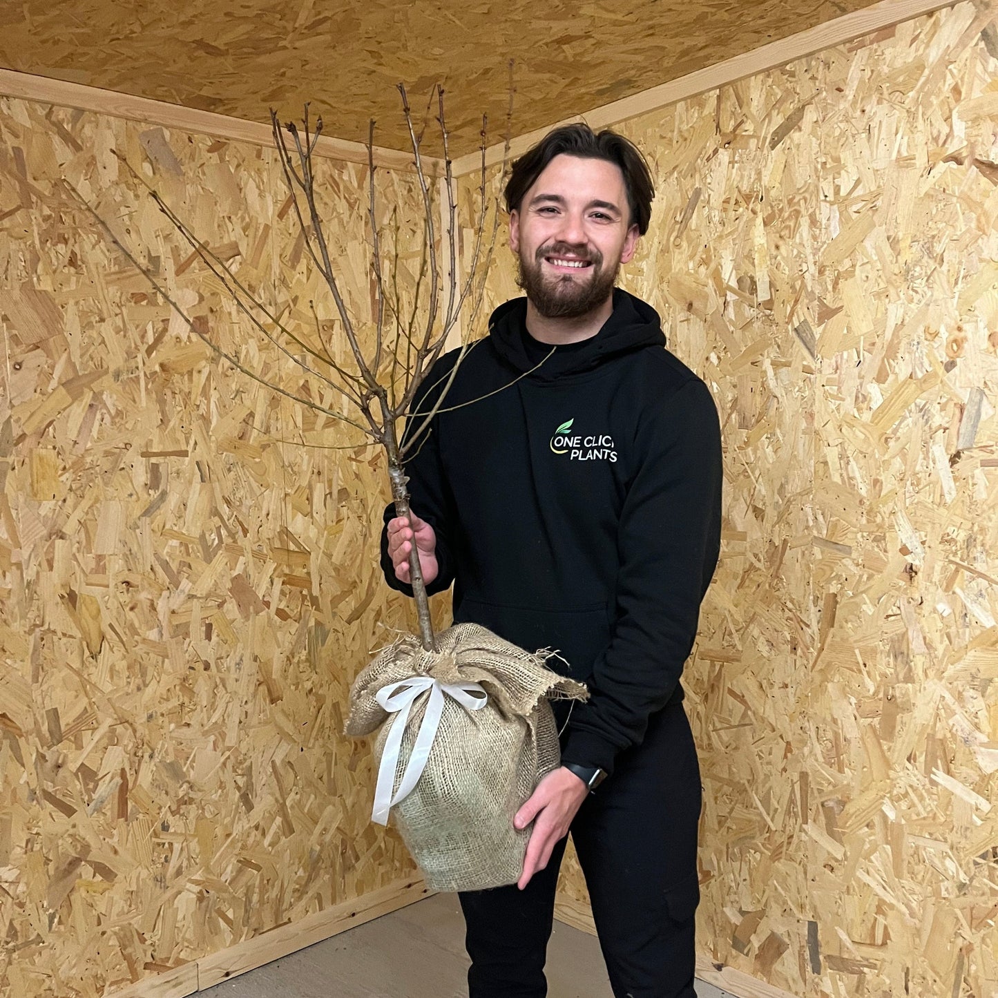 Ornamental Flowering Cherry Blossom Tree Dwarf - Prunus serrulata 'Royal Burgundy' 1m