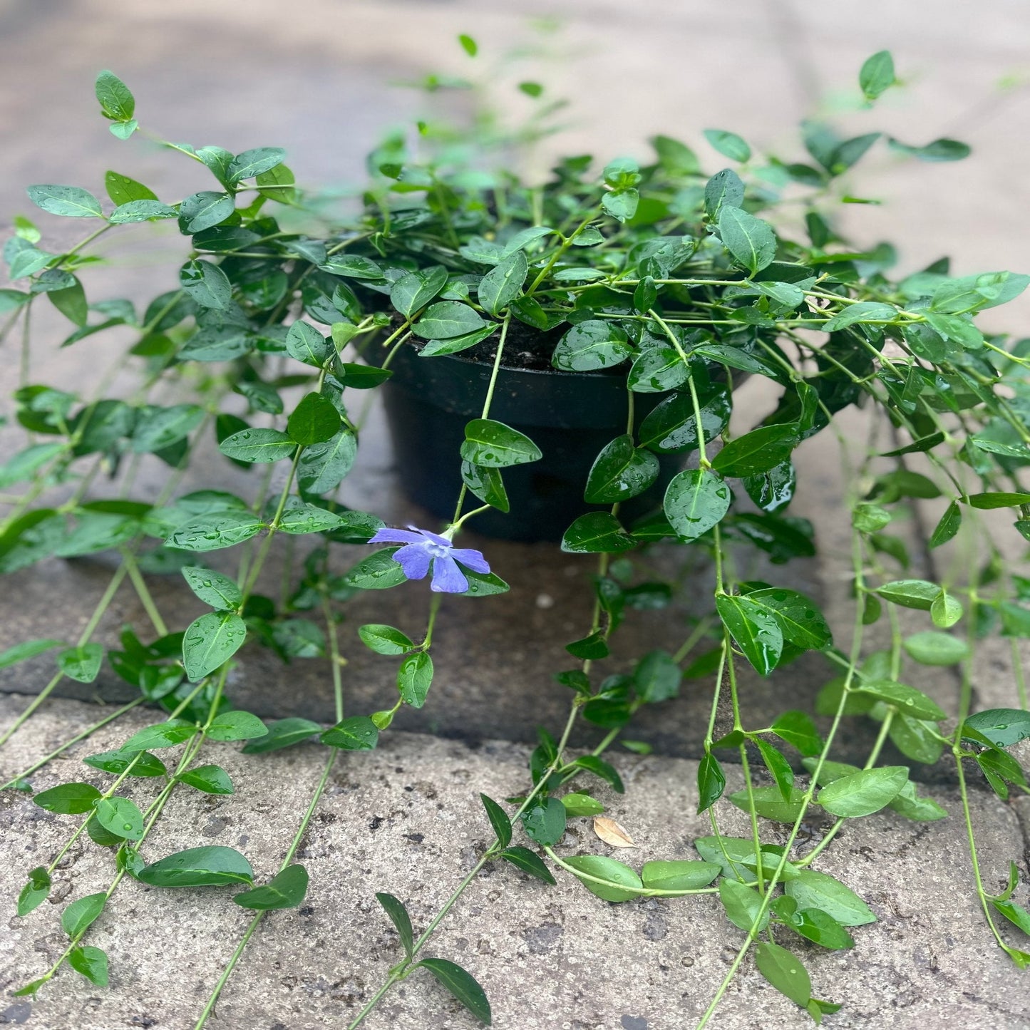 Vinca minor ‘marie’ 9cm / 2L