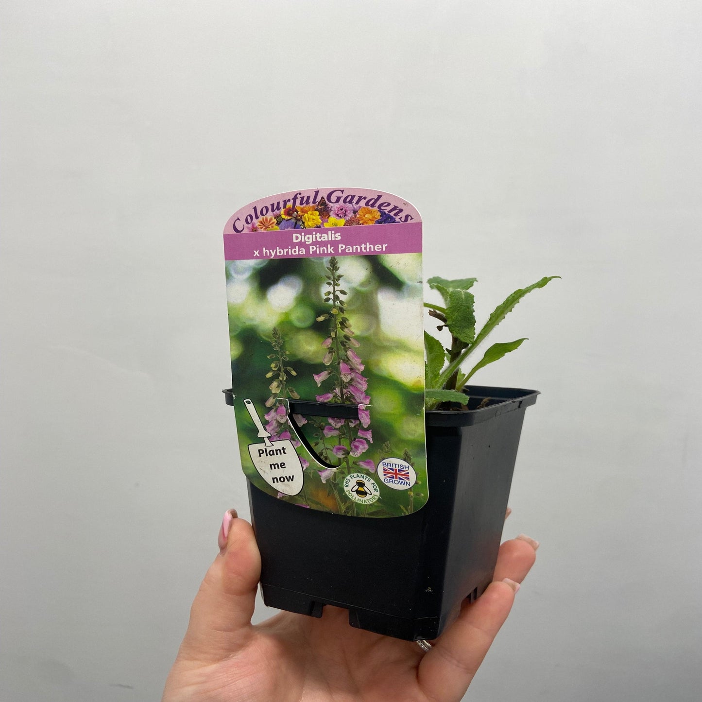 Digitalis 'Pink Panther' Foxglove (Two Sizes Available)