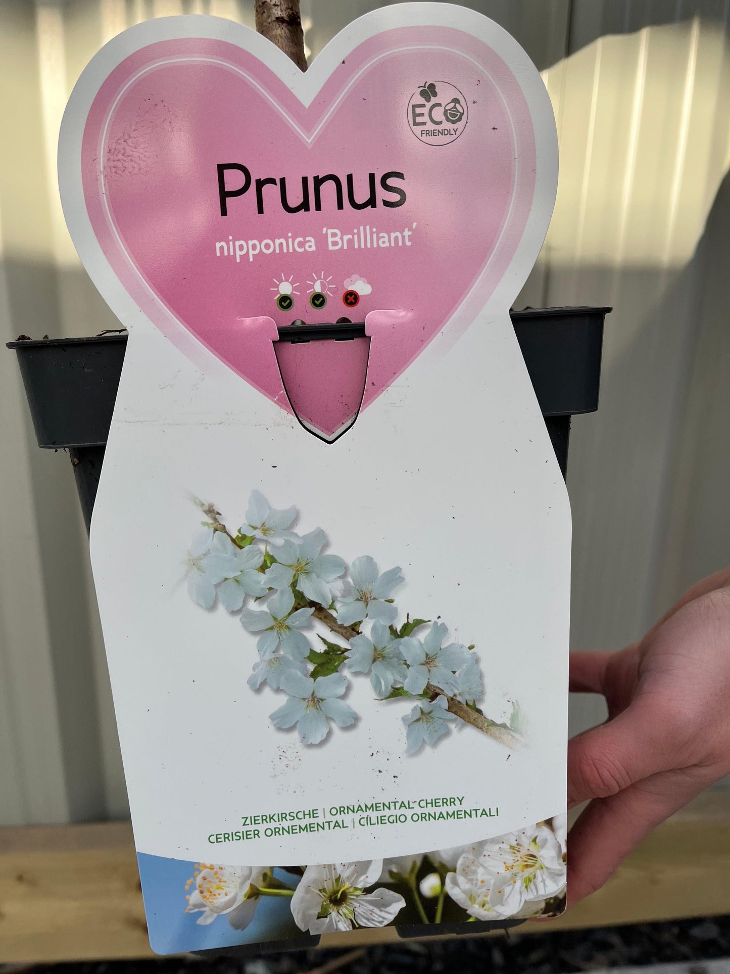 Ornamental Flowering Cherry Blossom Dwarf Tree -  Nipponica  ‘Brilliant' (2 Sizes Available)