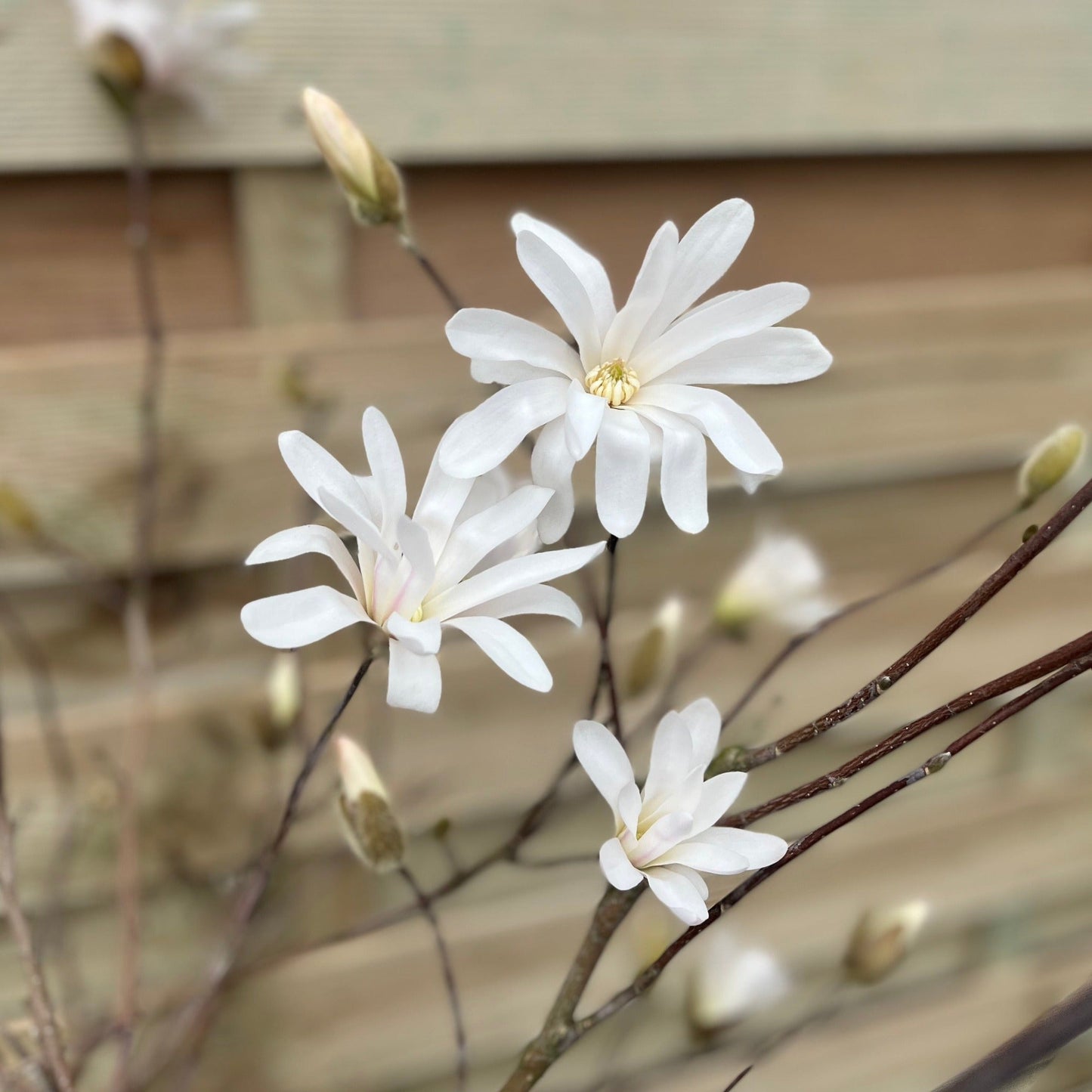 Magnolia stellata Standard Tree | Star Magnolia 90-100cm