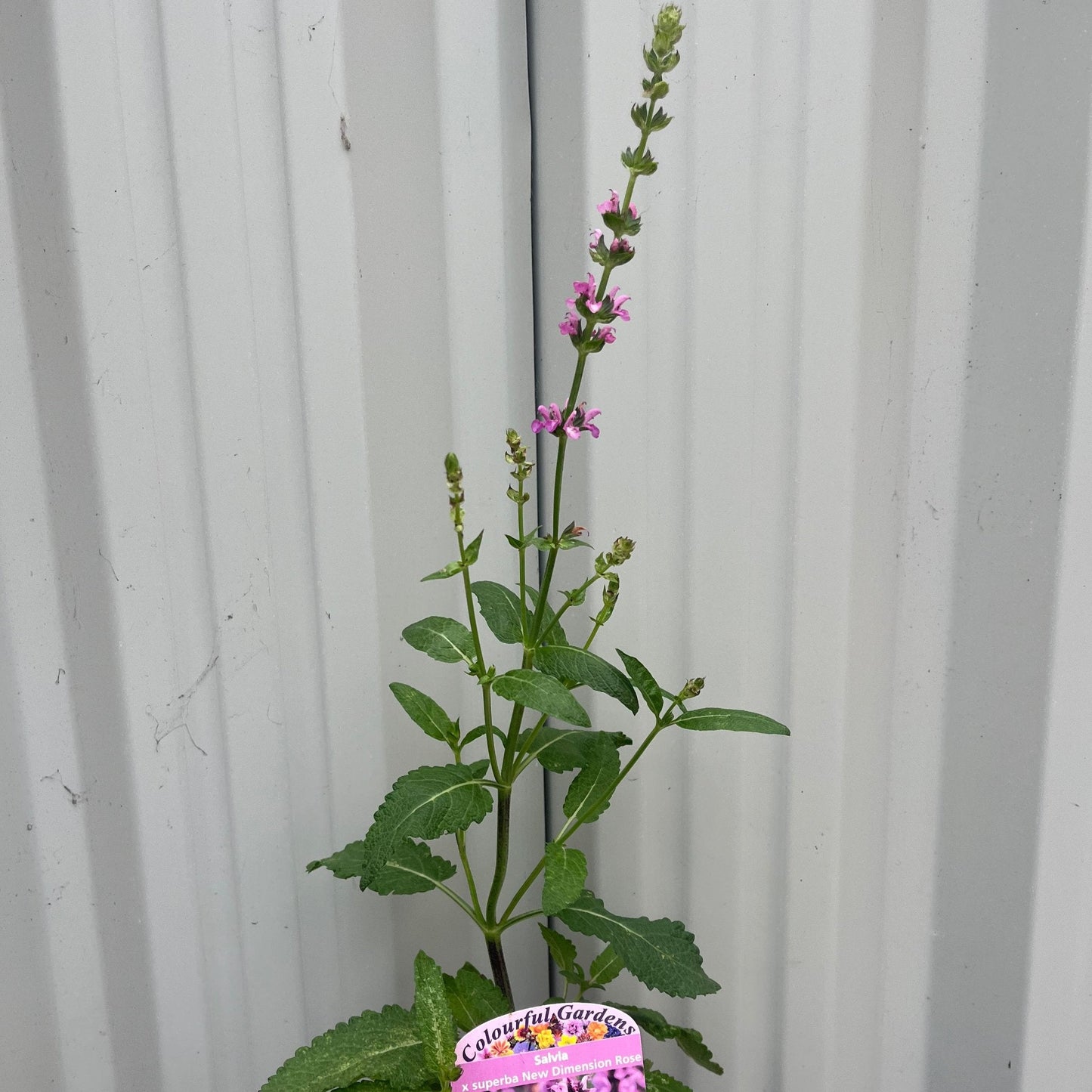 Salvia x superba Merleau Rose  9cm