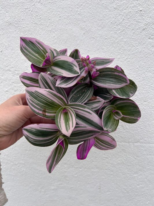 Tradescantia 'Nanouk' (Inch plant / Wandering Dude Plant)