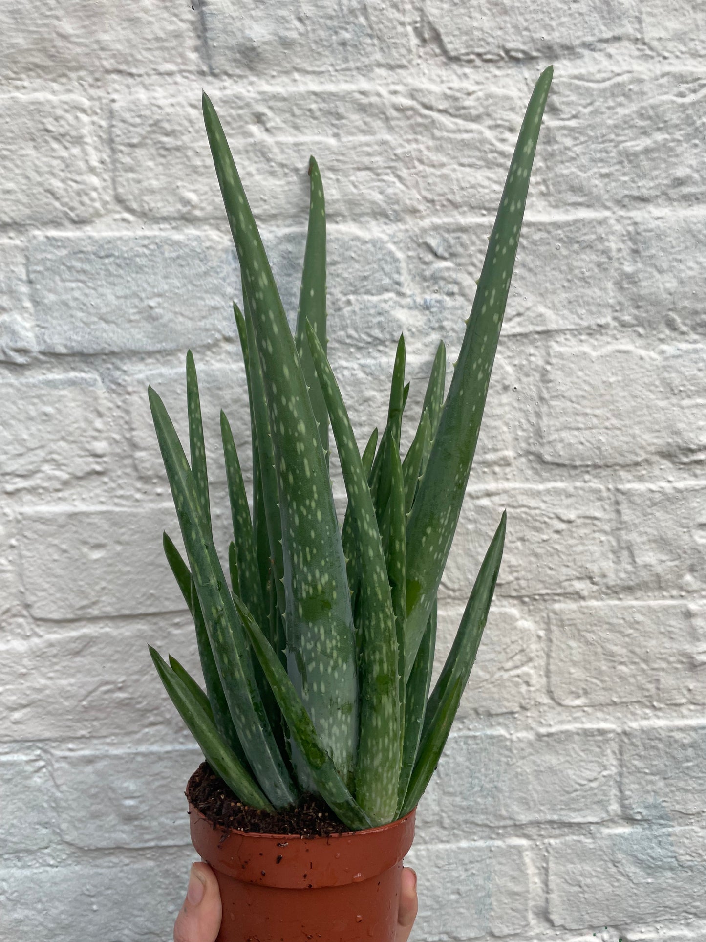 Aloe vera