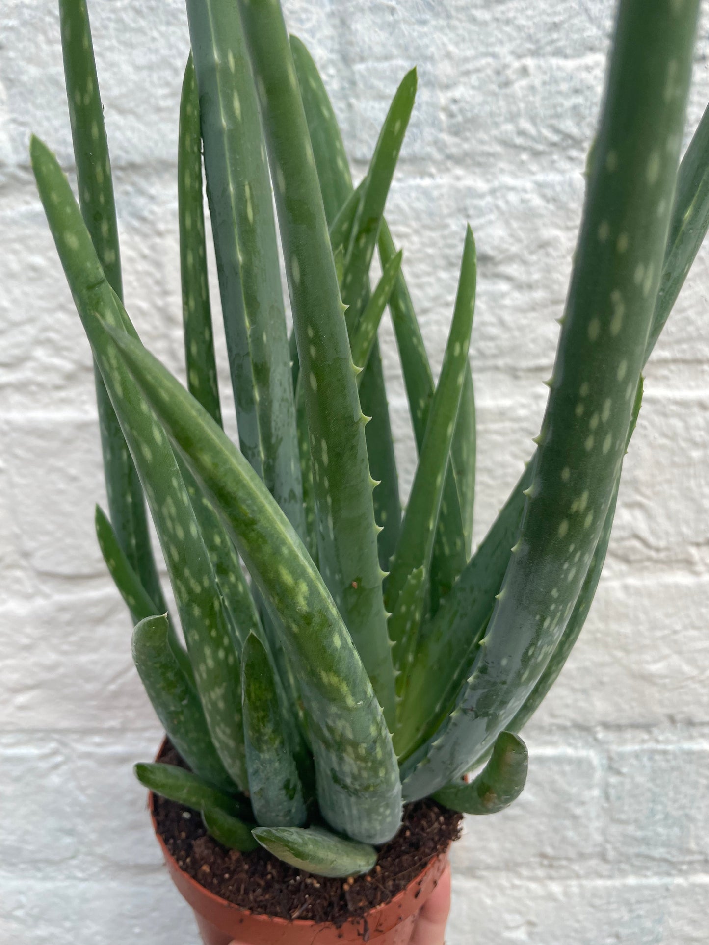 Aloe vera
