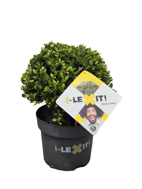 Ilex crenata Dark Green Ball 2L/3L/5L/7.5L