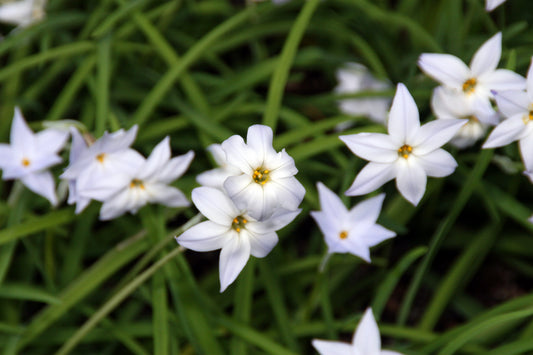 IPHEON uniflorum Wisley Blue 5/6cm - 10 Bulbs