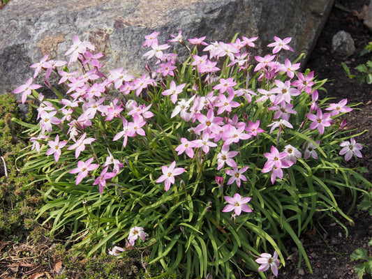 IPHEON uniflorum Charlotte Bishop 4/5cm - 10 Bulbs