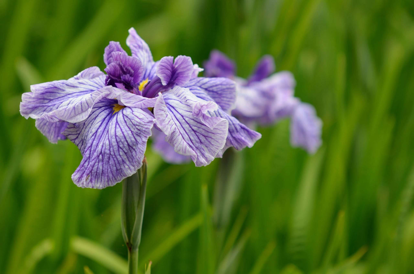 Iris ensata Activity - Marginal Pond Plants - BP051