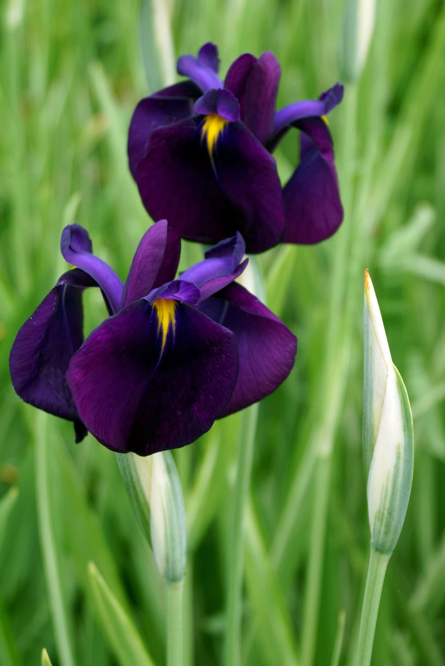 Iris ensata ‘Variegata’ - Marginal Pond Plants - BP050