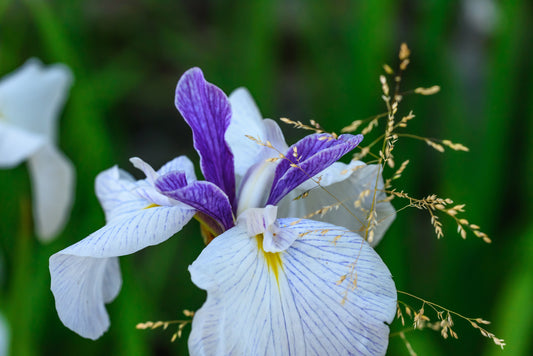 Iris Ensata 'Fortune' - BP059 Packs