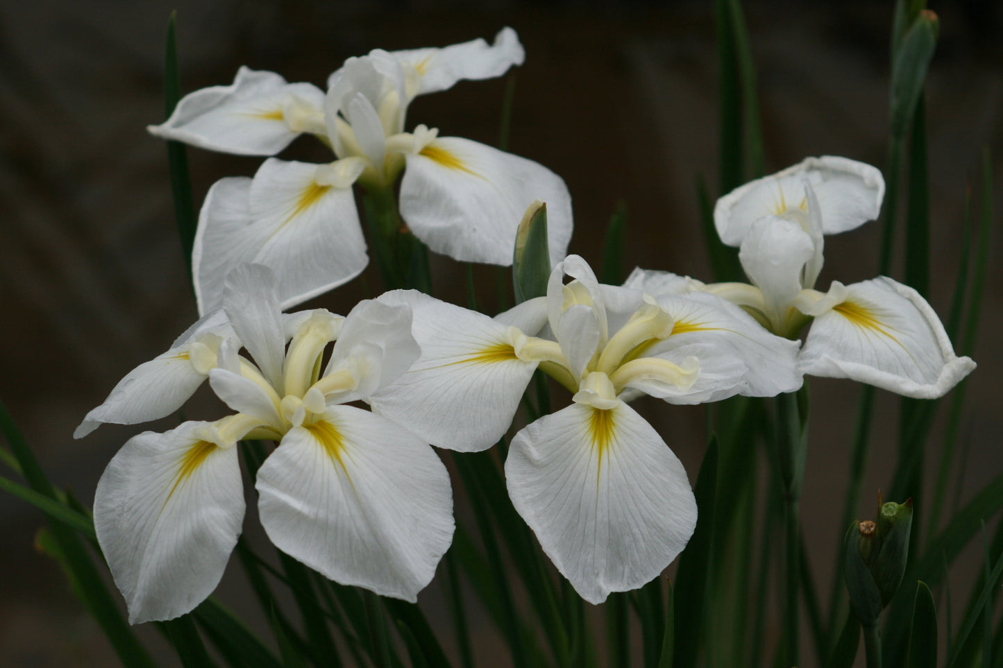 Iris Ensata "Goldbound" - BP062 Packs