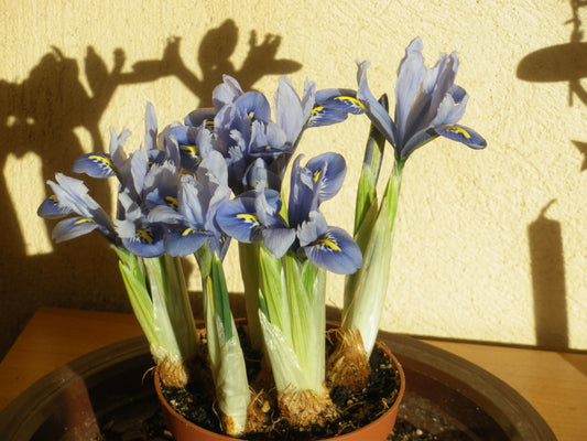 IRIS reticulata Alida 5/6cm - 10 Bulbs