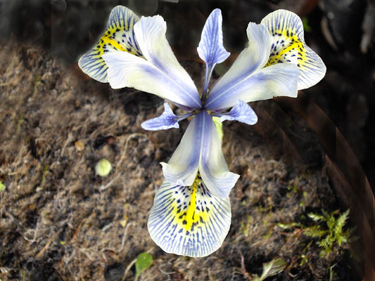 IRIS histrioides Katharine Hodgkin 6/7cm up - 10 Bulbs