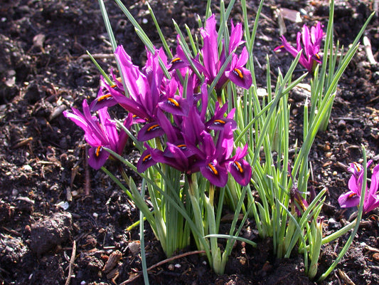 IRIS reticulata J.S. Dijt 5/6cm - 10 Bulbs