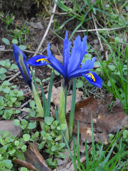IRIS reticulata Harmony 5/6cm - 10 Bulbs