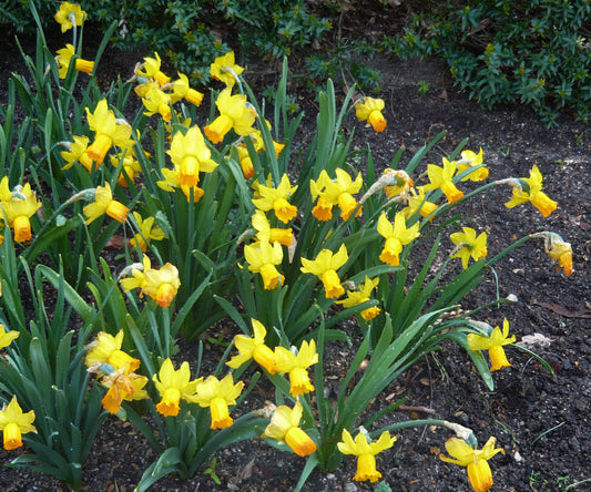 Min DAFFODIL Jetfire 8/10cm - 10 Bulbs