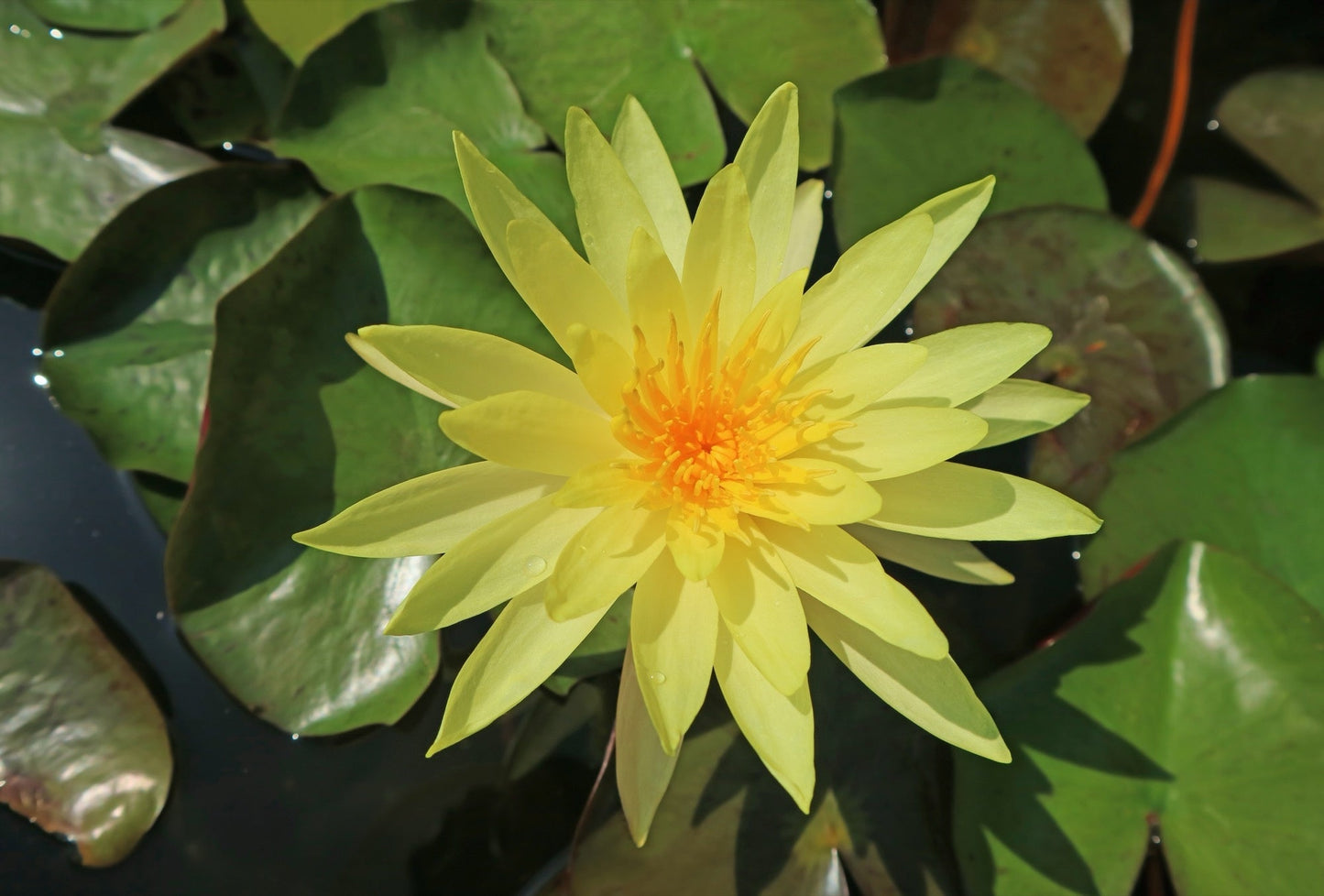 Joey Tomacik water lily - pond plants - SW04