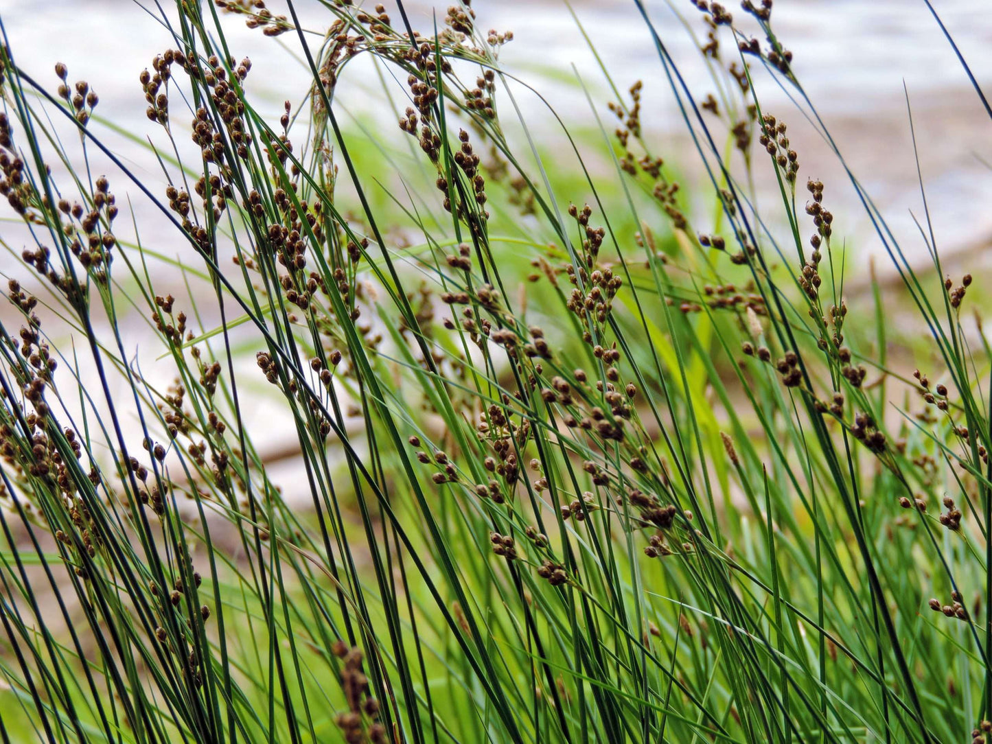 Juncus inflexus (Hard rush) - Marginal Pond Plants - MP067