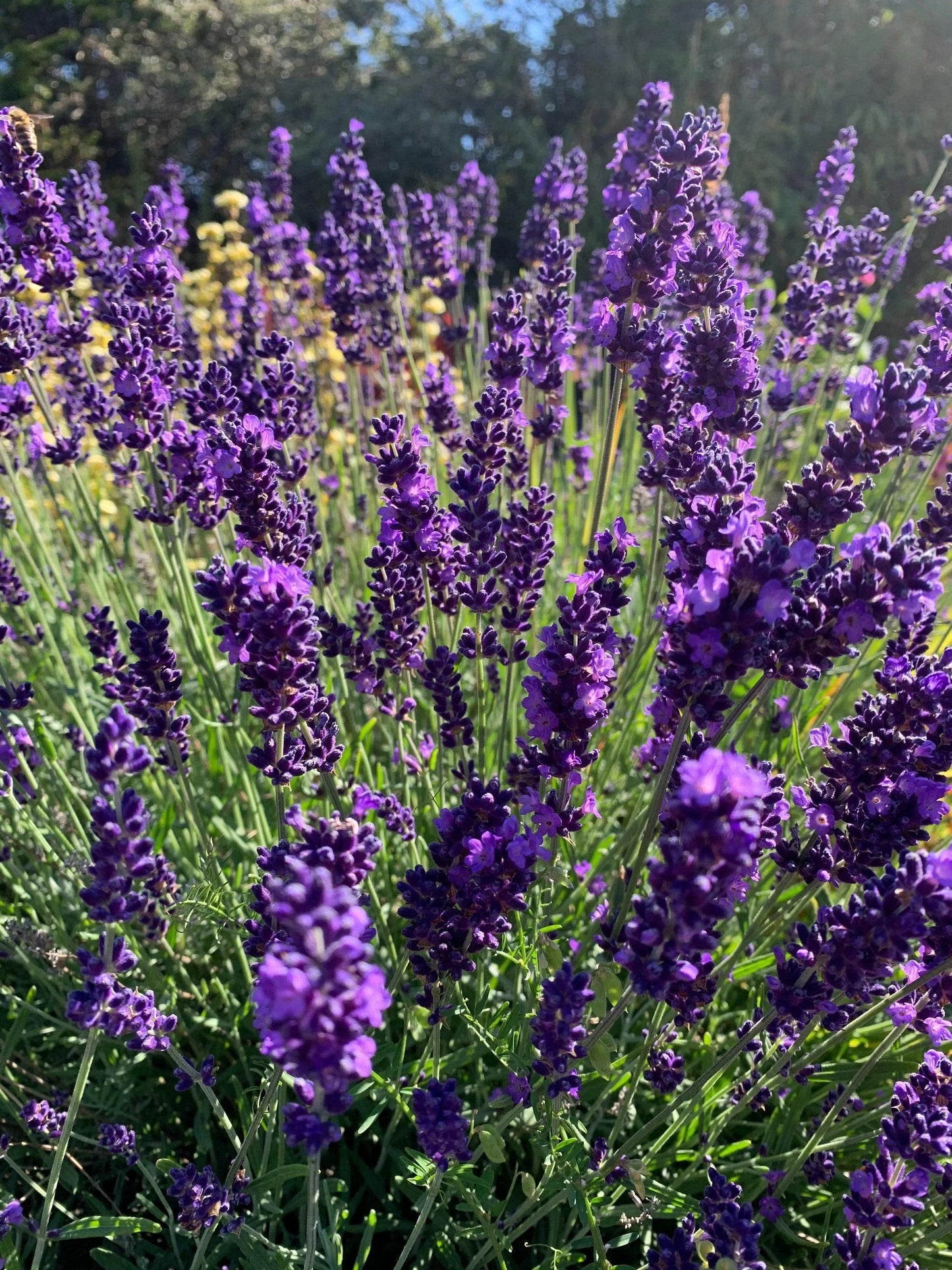 Lavender Angustifolia Hidcote - 1 litre pot