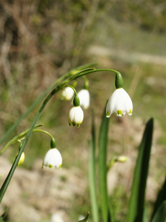 LEUCOJUM aestivum 7/8cm - 10 Bulbs