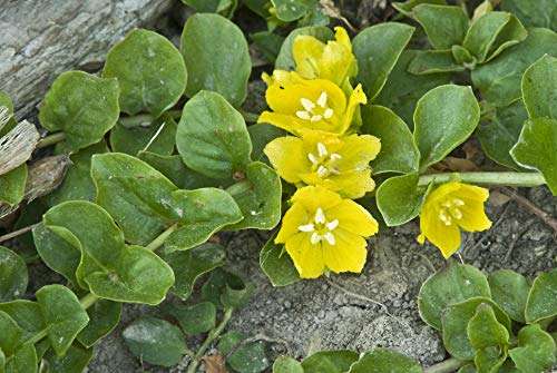 Lysimachia nummularia (Creeping jenny) - Marginal Pond Plants - MP073
