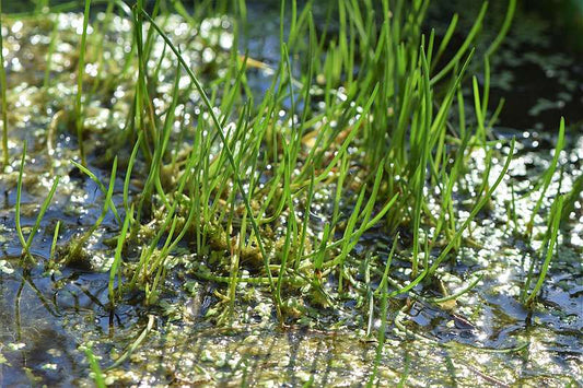 Litorella uniflora - Marginal Pond Plants  - Pond Plants - Water Plants - OX026