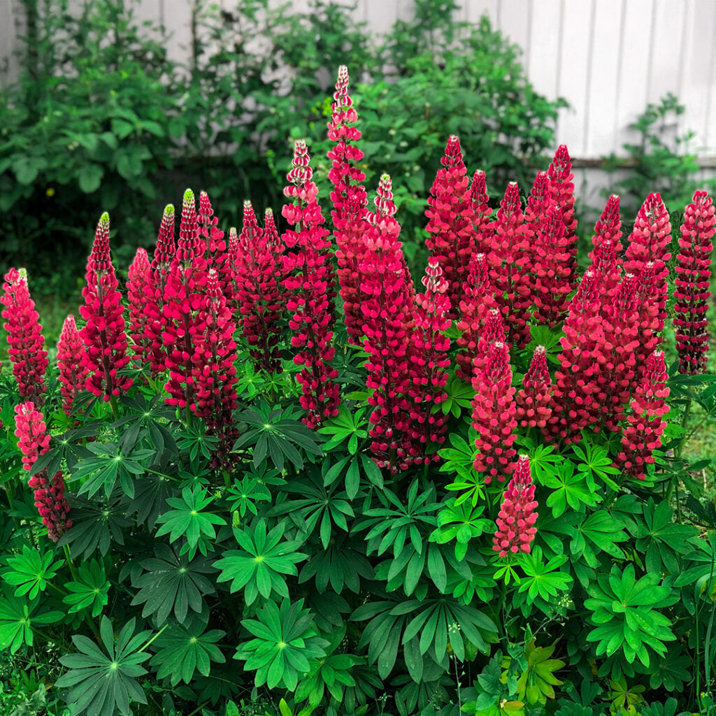 LUPIN Russell hybrids My Castle (brick red) - 9cm Pot