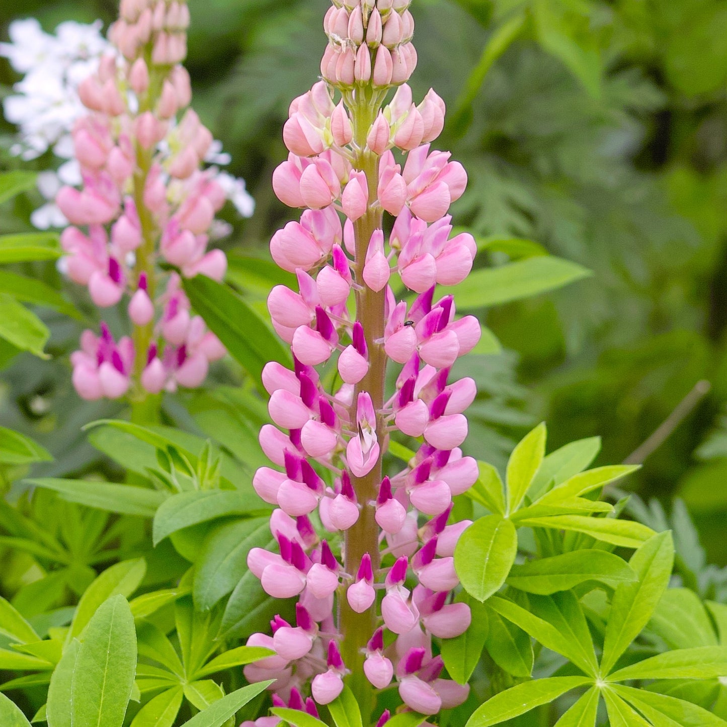 Lupin Gallery Rose 9cm/2L