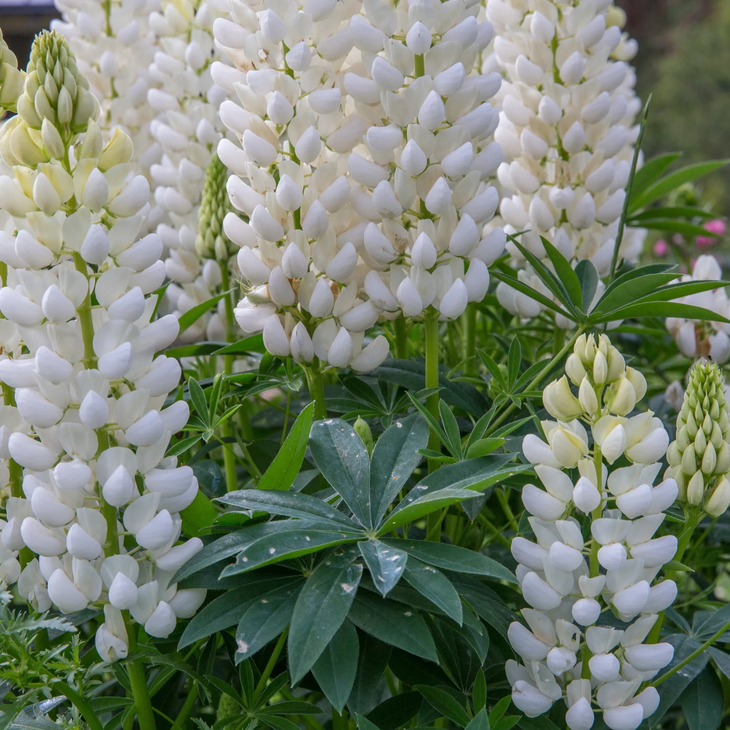 LUPIN Gallery White - 9cm Pot
