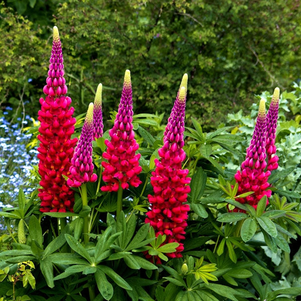 LUPIN Russell hybrids The Pages (carmine) - 9cm Pot
