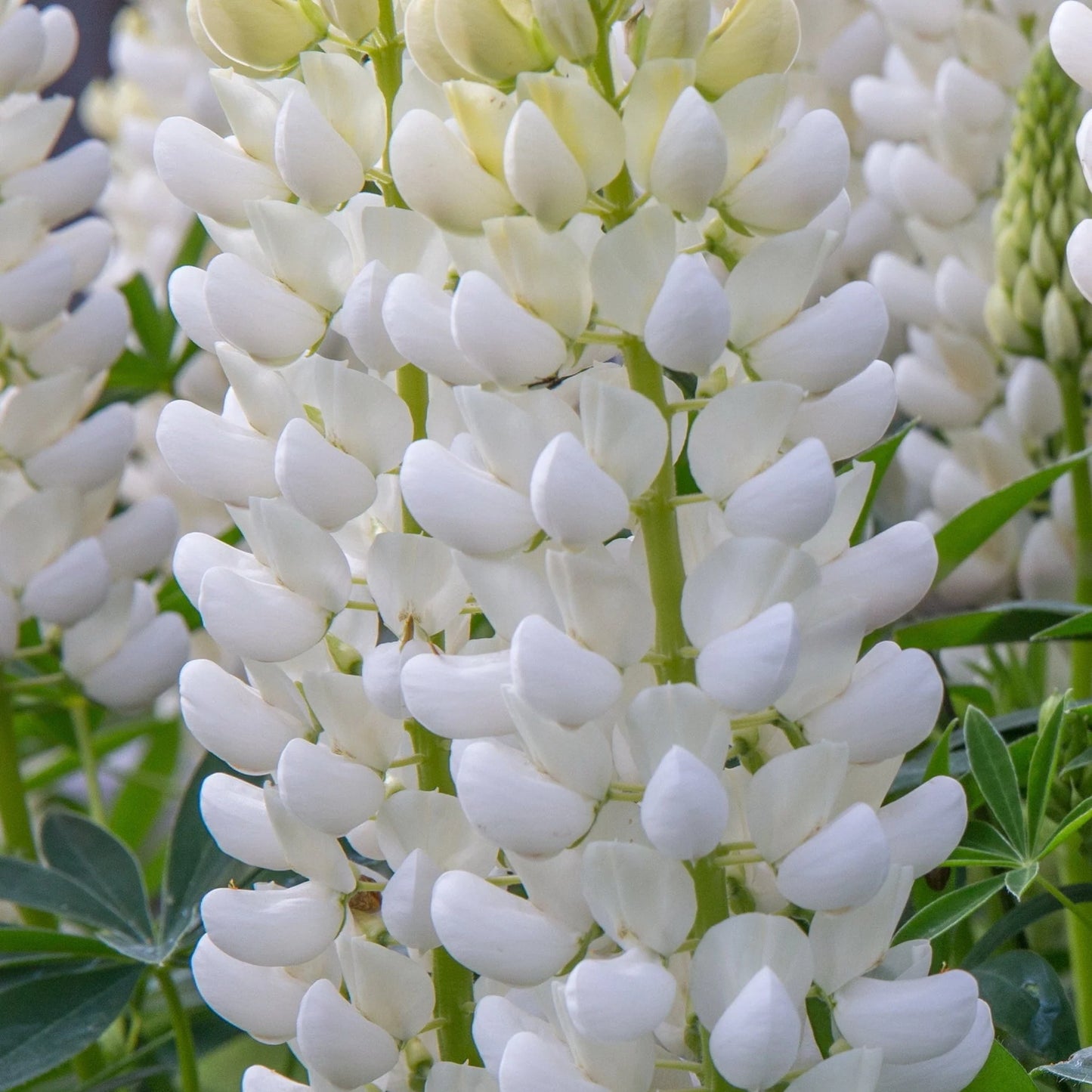 LUPIN Gallery White - 9cm Pot