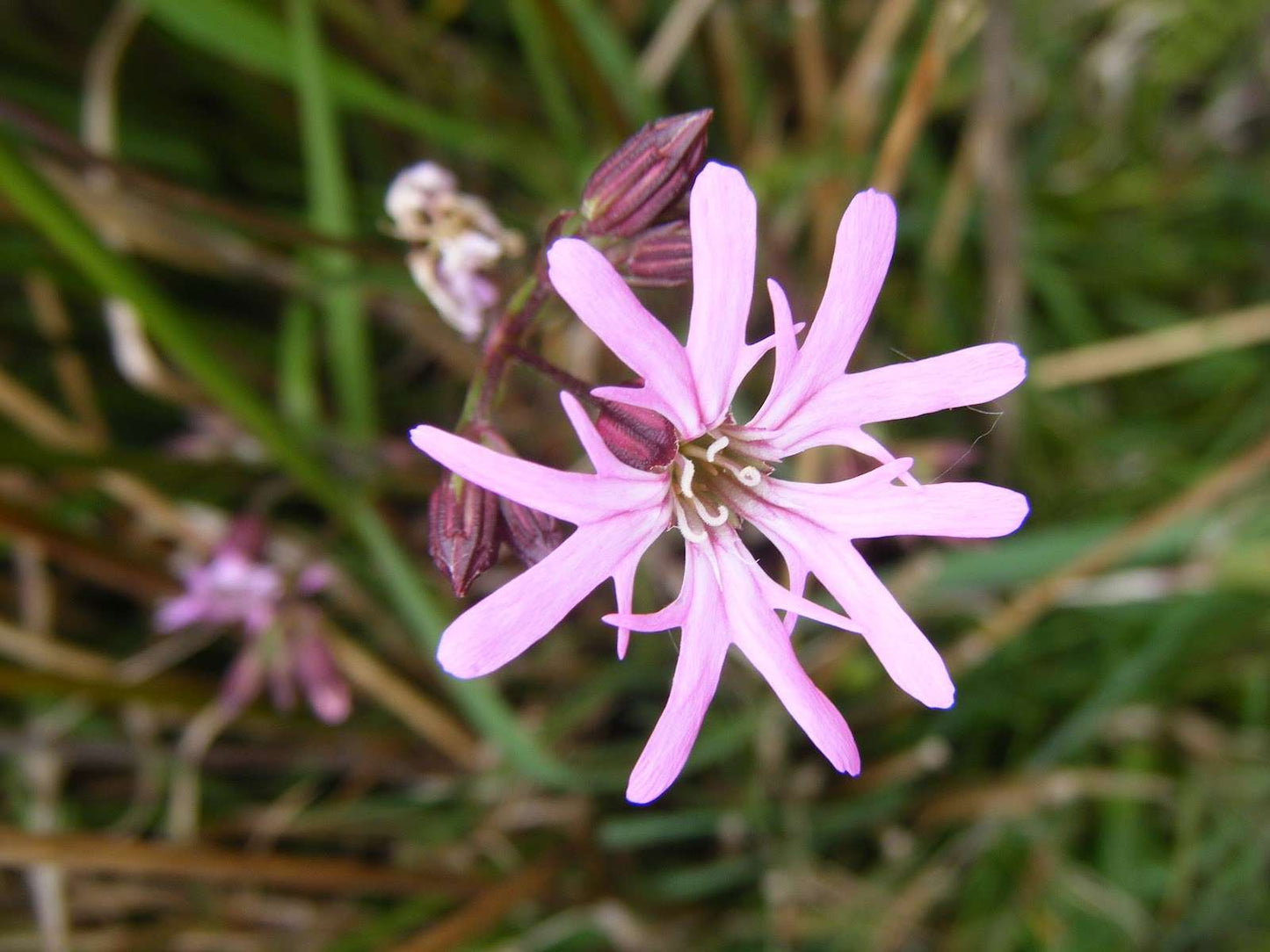 Lychnis flos-cuculi (Ragged robin) - Marginal Pond Plants - MP069