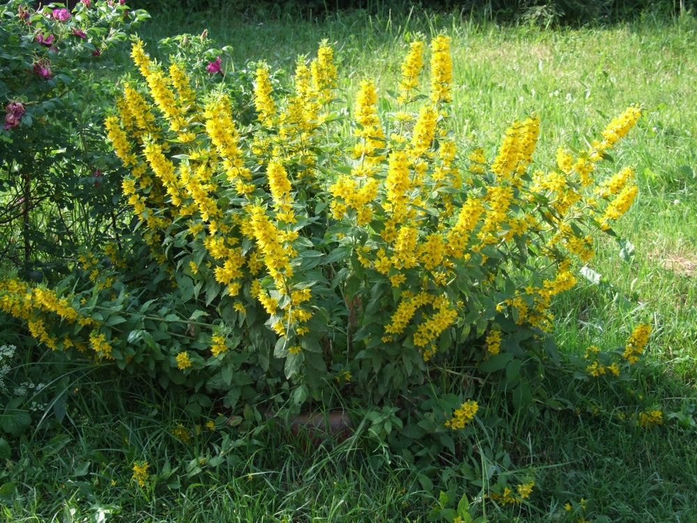 Lysimachia Vulgaris - MP075A Packs