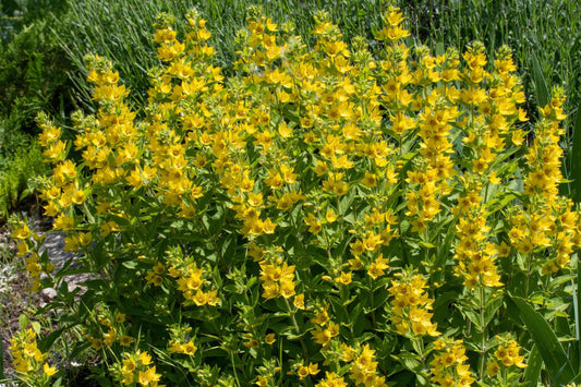 Lysimachia punctata Alexander - Marginal Pond Plants - BP076A