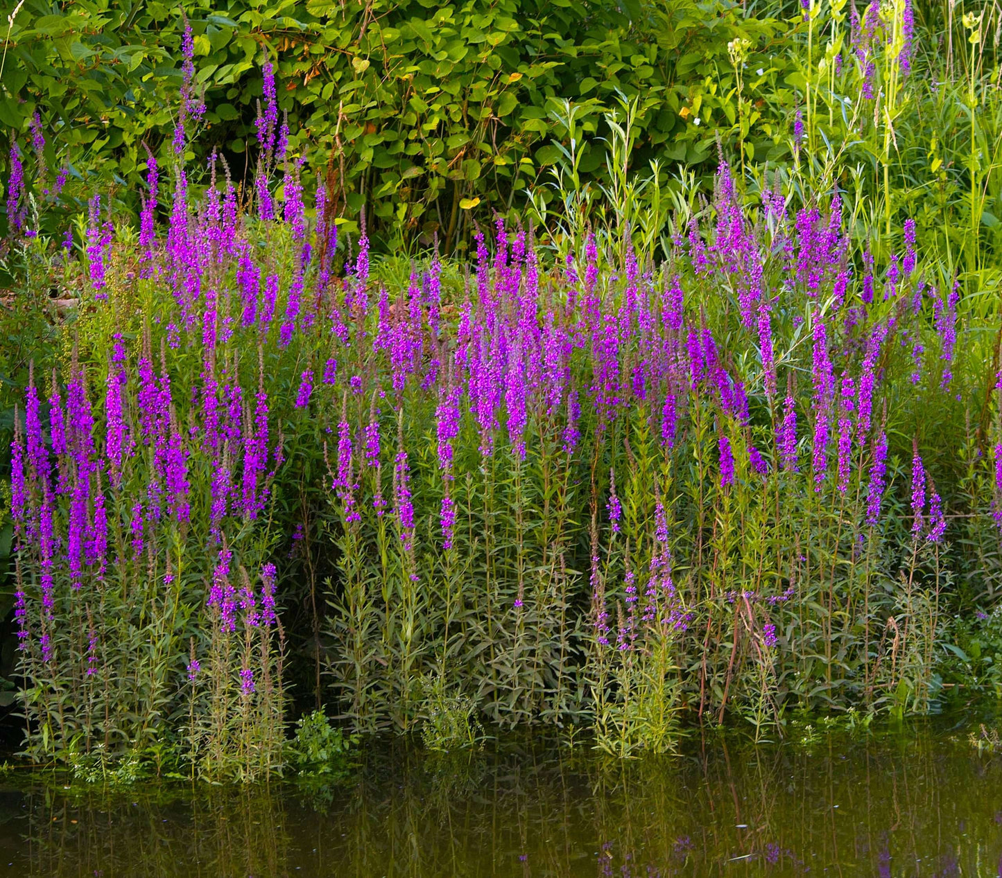 Lythrum salicaria (Purple loosestrife) - Marginal Pond Plants - MBP077