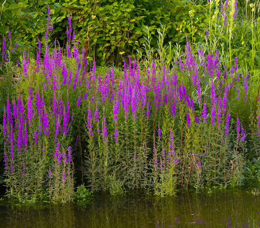 Lythrum salicaria (Purple loosestrife) - Marginal Pond Plants - MBP077