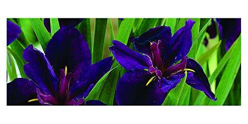 Iris louisiana ‘Black Gamecock’ - Marginal Pond Plants - MP052