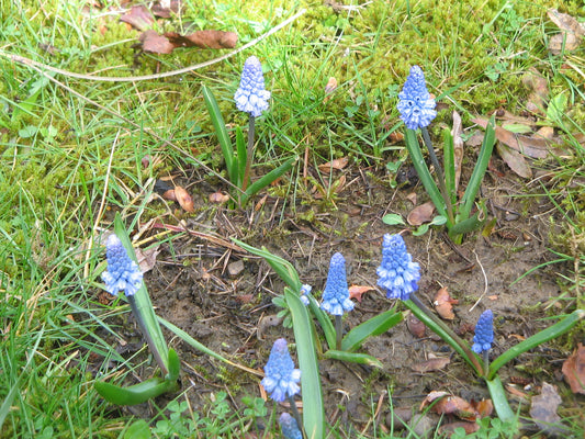 MUSCARI azureum 5/6cm - 10 Bulbs