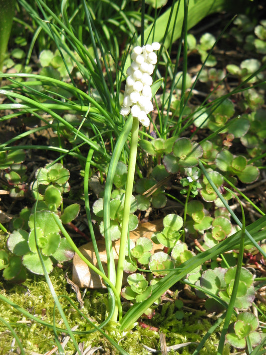 MUSCARI botryoides Album 5/6cm - 10 Bulbs