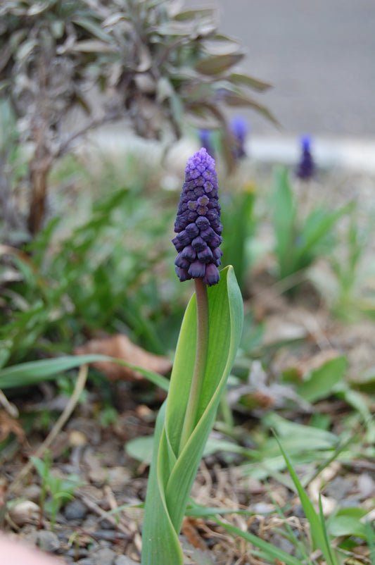 MUSCARI latifolium 6/7cm - 10 Bulbs