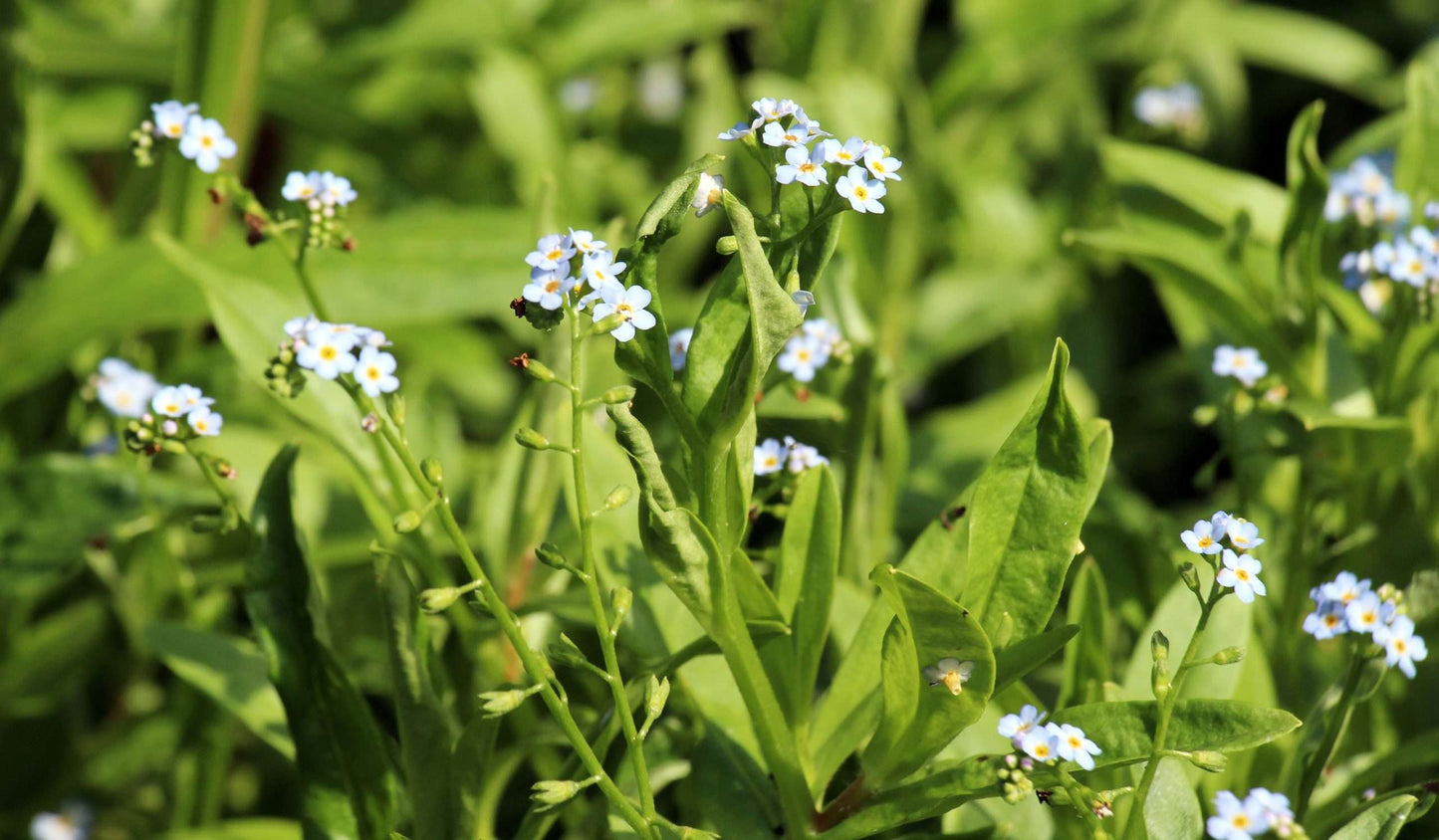 Myosotis scorpioides (Water forget-me-not) - Marginal Pond Plants - MP084