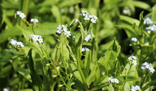 Myosotis scorpioides (Water forget-me-not) - Marginal Pond Plants - MP084