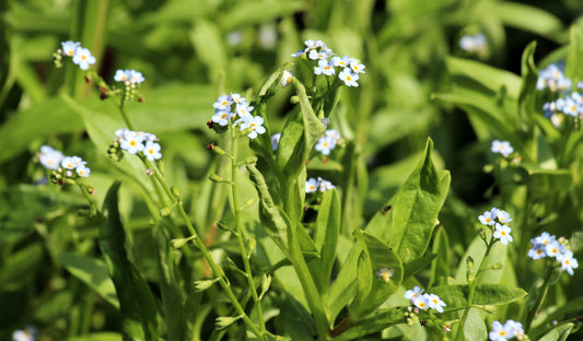 Myosotis scorpioides (Water forget-me-not) - MP084  Packs
