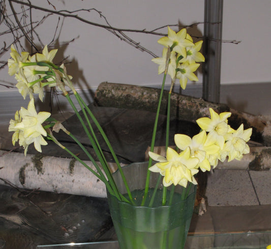 Min DAFFODIL Pipit 8/10cm - 10 Bulbs