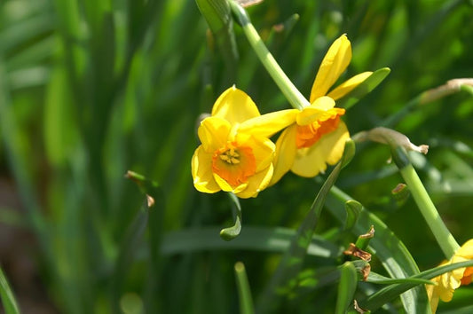 Min DAFFODIL Kedron 8/10cm - 10 Bulbs
