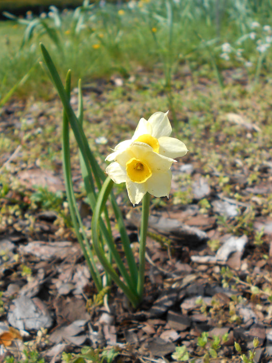 Min DAFFODIL Minnow 8/10cm - 10 Bulbs